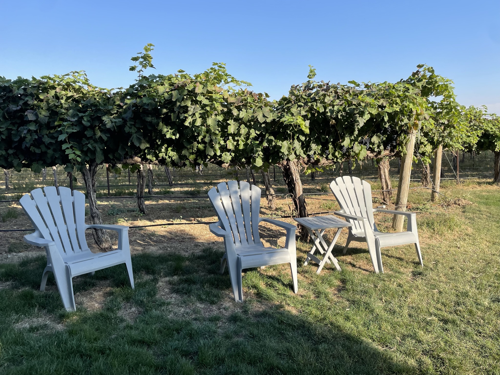 Chairs in Vineyard